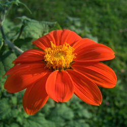 Mexican Sunflower